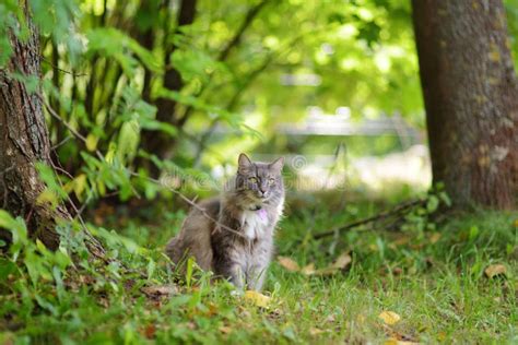Cute Cat Outdoors On Sunny Autumn Day Stock Photo Image Of Outdoor