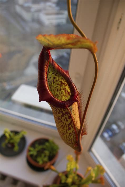 Pitcher plants are one of the most unique looking garden plants out there. Growing Pitcher Plants Indoors - How To Care For A Pitcher ...