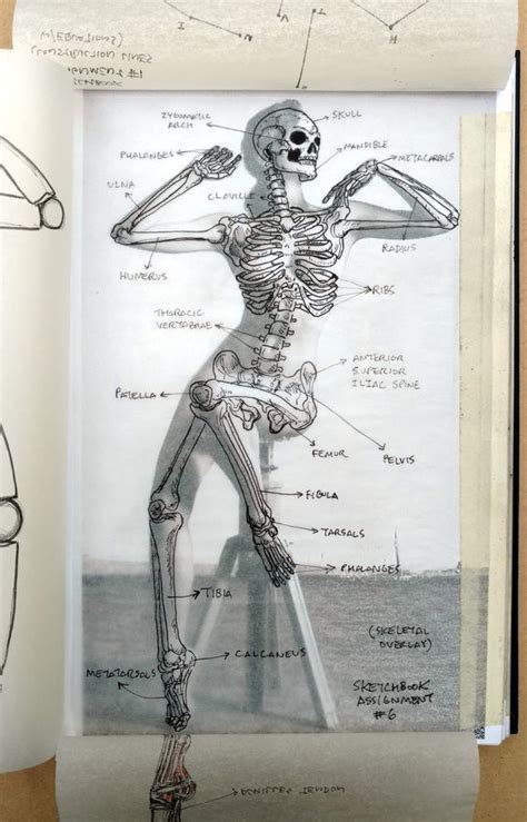 Anatomy Ideen Anatomie Zeichnung Anatomie Kunst Zeichnung My Xxx Hot Girl
