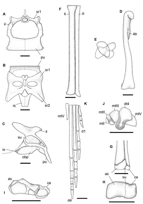 Reconstructional Drawing Of The Osteology Of The Pelvic Girdle And
