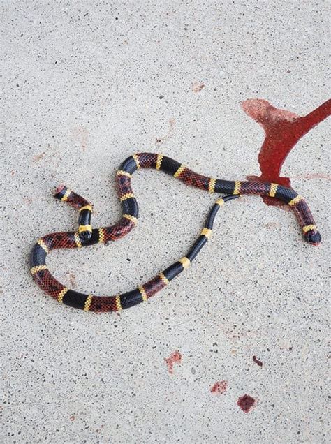 (maybe don't say jenna must be eliminated, that might turn out a little strong!) the longer version of the idiom is cut the head off a snake, and the body will die. Snake thread 2020 - Page 26 | TexAgs