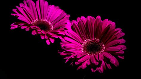 Gerbera Daisy Wallpaper 4k Purple Flowers Black Background