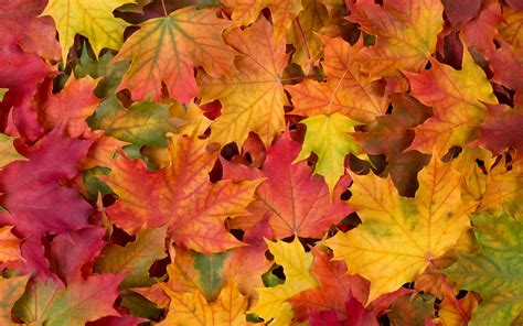 Pictures Texture Foliage Multicolor Acer Autumn Nature 3840x2400