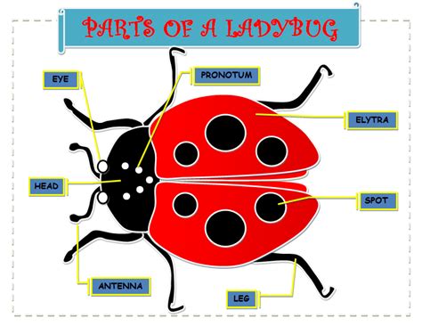 A Place For Kindergarteners Learn The Parts Of A Ladybug