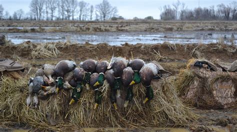 Tips And Tactics For Hunting Wary Waterfowl An Official Journal Of