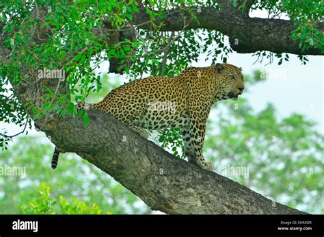 Male Leopard Tting In Tree In World Famous Kruger National Park