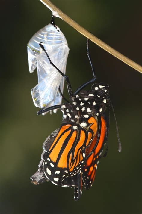 All Of Nature Monarch Butterfly Emerging From Chrysalis