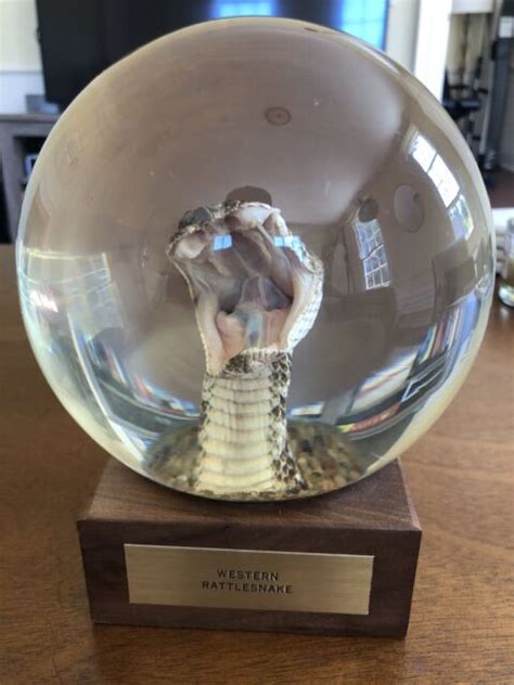 Vintage Western Rattlesnake Taxidermy Head Crystal Ball Globe Nature