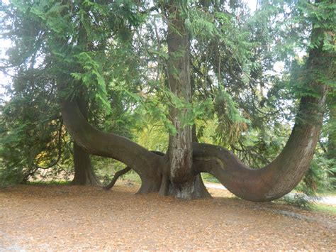 A Red Cedar Tree From North America At The Blarney Castle Cedar