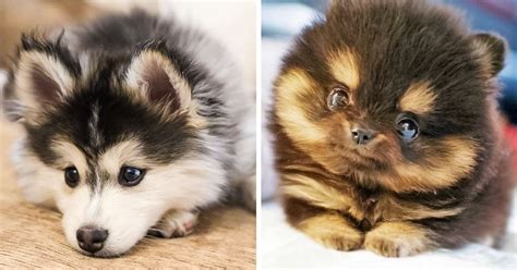 25 Dog Cross Breeds That Are So Cute Youll Immediately Want A Mutt