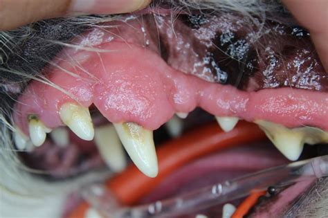 Gingival Hyperplasia In Dogs Puainta®
