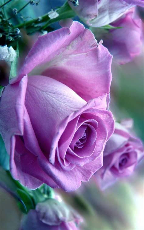 114 free images of purple roses. Pin by Sahar Ahmadpoor on Flowers | Purple flowers, Purple ...