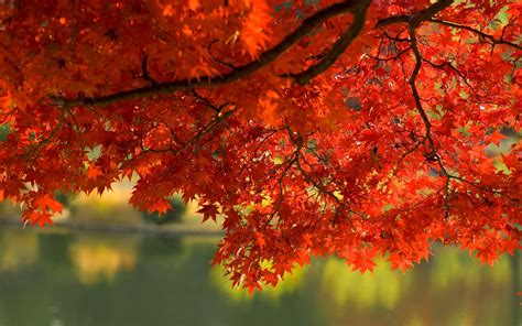 Autumn Orange Branches Trees Red Wallpapers Hd