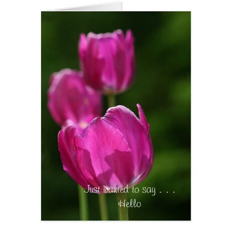Just To Say Hello Greeting Card Zazzle
