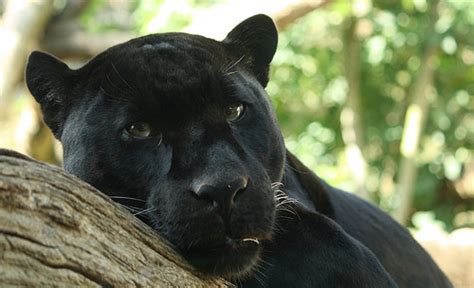 Pantera negra | Informacion sobre animales