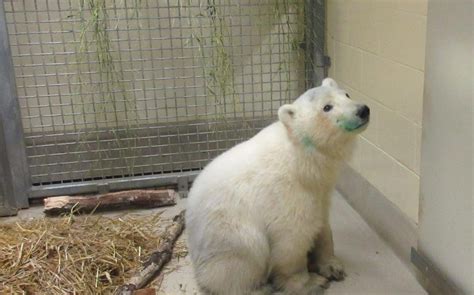 Lonely Polar Bear Cub Found Wandering Alone Gets Second Chance