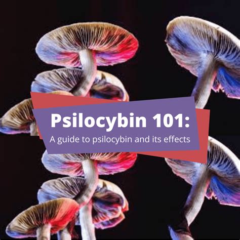 Psilocybin 101 A Guide To Psilocybin And Its Effects