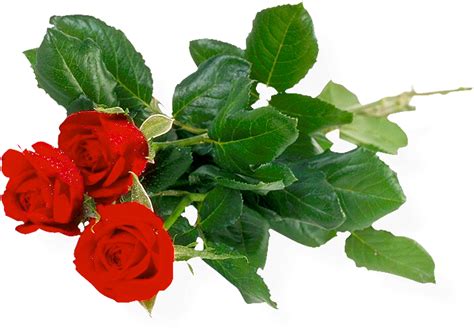 Bouquet Of Roses Png Image Free Picture Download