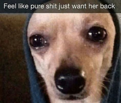 Dog Feel Like Pure Shit Just Want Her Back X Know Your Meme