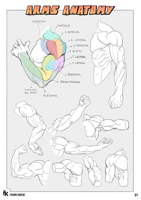 The Anatomy Of An Arm And Chest With Text Below It That Readsarms