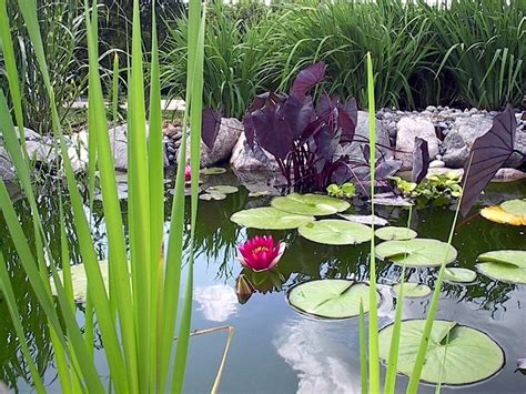 Aquatic Plants In The Garden Pond These Are Your Favorites Interior Design Ideas Ofdesign