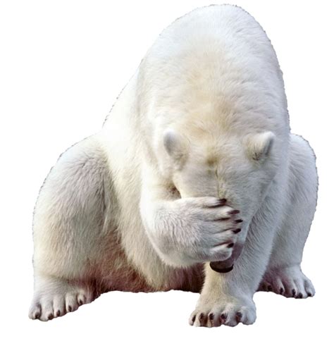 Polar White Bear Png Transparent Image Download Size 650x688px