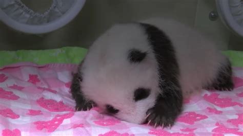 Drop Everything And Look At This Adorable Giant Panda Cub The Irish News