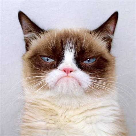 Grumpy Cat Outside Blank Template Imgflip