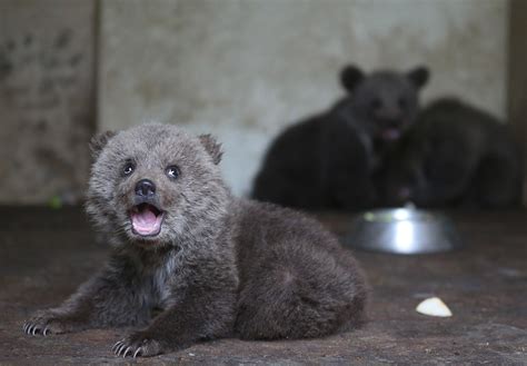 3 Cuddly Bear Cubs Taken Under Protection After Their Mothers Die
