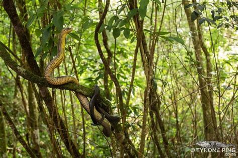 African Rainforest Snakes
