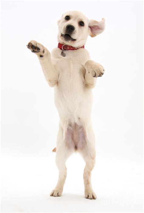Top 87 Most Popular And Hottest Dog Standing On Hind Legs Today