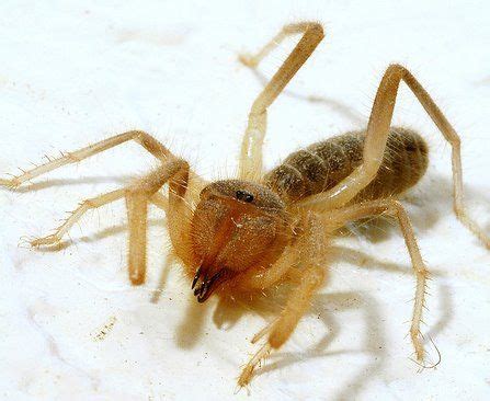 Whether you love the arachnida class or you'd prefer to never see them again, camel spiders, or solifugae, are pretty intimidating. Pin on other arthropods
