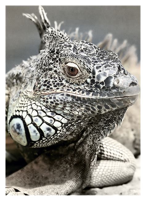 Free Images Nature Black And White Desert Animal Wildlife Iguana