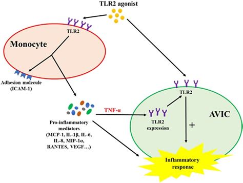 Monocytes Enhance The Inflammatory Response To Tlr2 Stimulation In