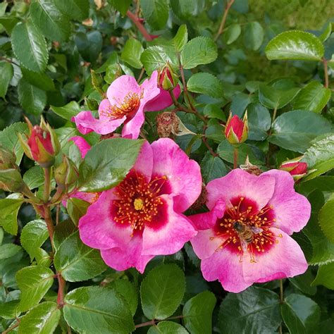 Rosa Shrub Rose Shrub In Gardentags Plant Encyclopedia