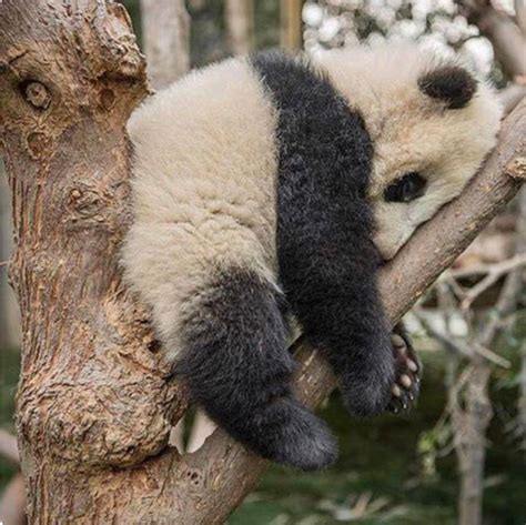 Baby Panda Sleeping In The Crotch Of A Tree So Cute Panda Panda