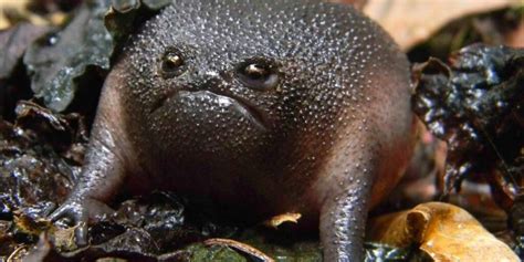 Meet The Worlds Grumpiest Frog The Dodo