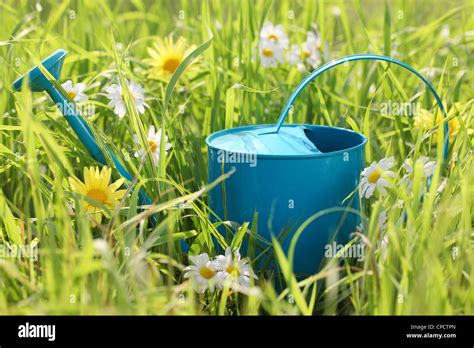 Watering Can On Grass With Daisy Flower Stock Photo Alamy