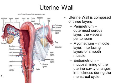 What Are The Three Layers Of The Uterine Wall From The Inside Out