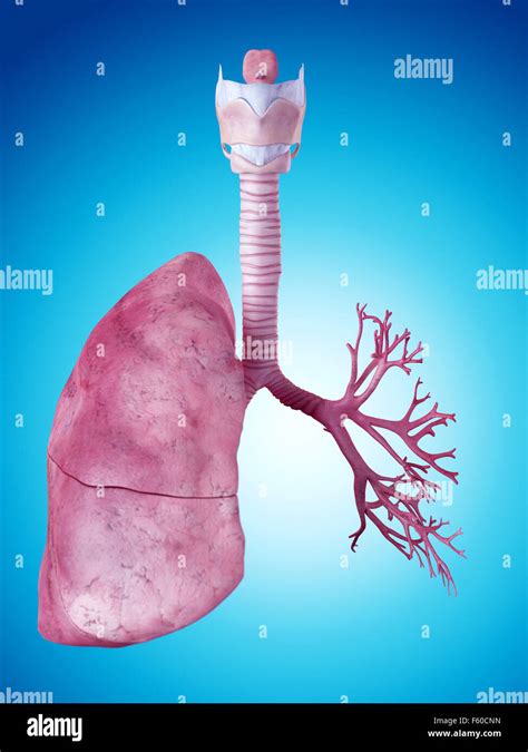 Anatomie pulmonaire Banque de photographies et dimages à haute