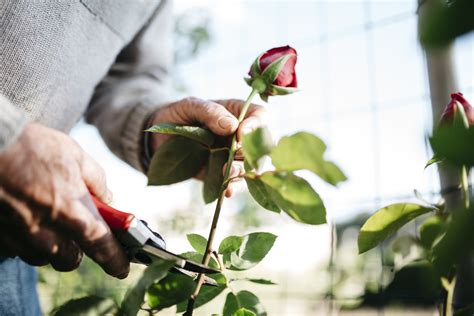 It's worked on other plants. How to Grow Roses from Cuttings | Better Homes and Gardens