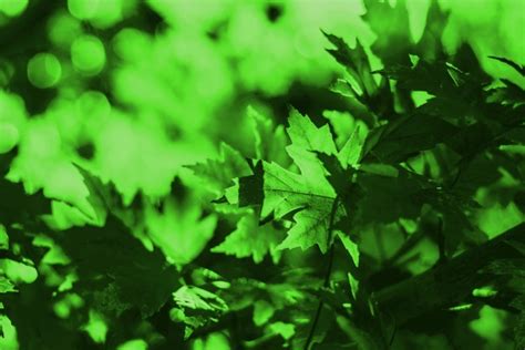 Green Leaves Background Free Stock Photo Public Domain Pictures