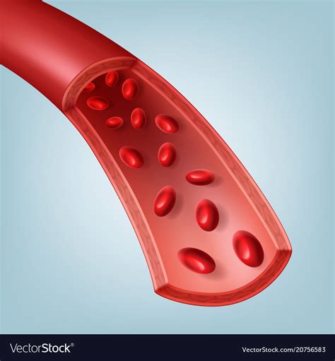 Blood Vessel In Section Royalty Free Vector Image