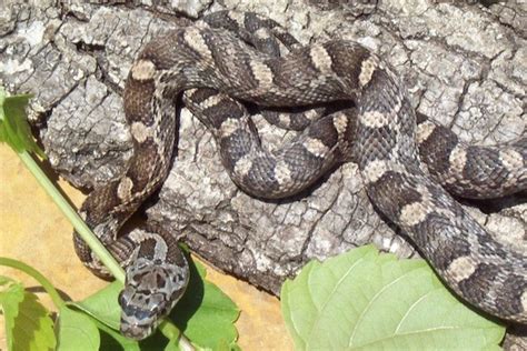 Western Rat Snakes Can Spook North Texas Homeowners Greensource Dfw