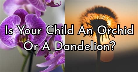 Is Your Child An Orchid Or A Dandelion Quizlady