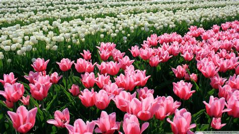 Download Pink Tulips Field Wallpaper 1920x1080 Wallpoper