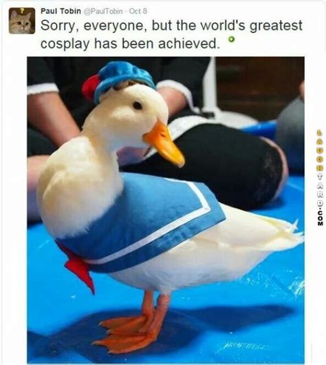 25 Funny Pictures Of They Day Duck Memes Best Cosplay Cosplay