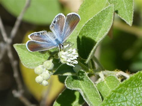 Mount Epsom Butterflies Of Texas