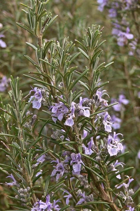 Rosemary Description Plant Spice Uses History And Facts Britannica