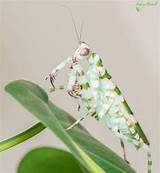 Photos of Flower Mantis For Sale